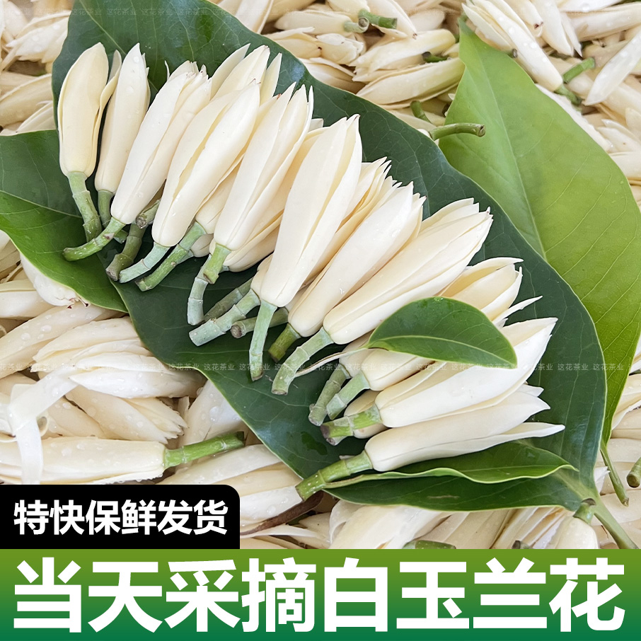 新鲜白玉兰花朵特快包邮广西特产当天采摘浓郁花香佩戴新鲜玉兰花