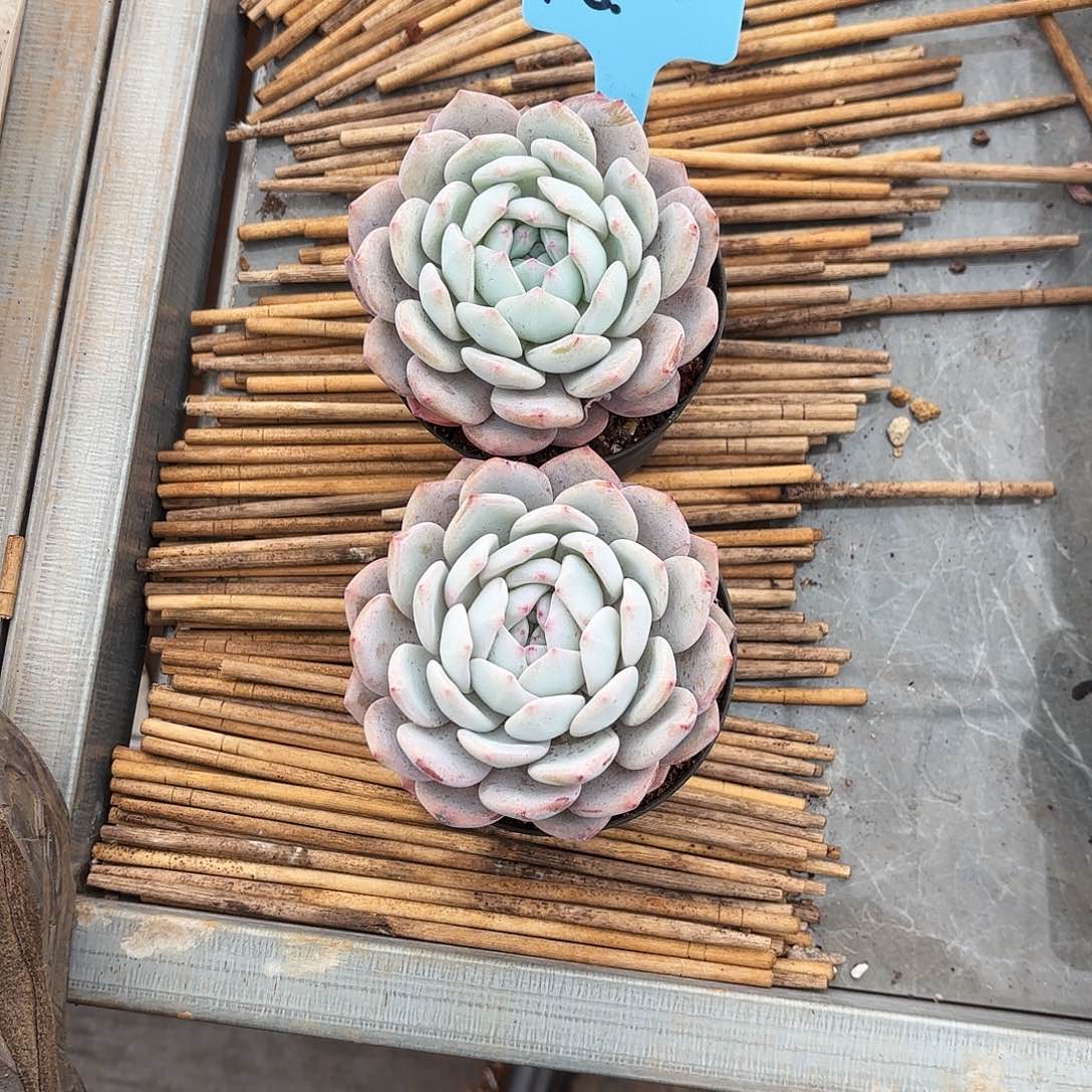 开心的两个月天使