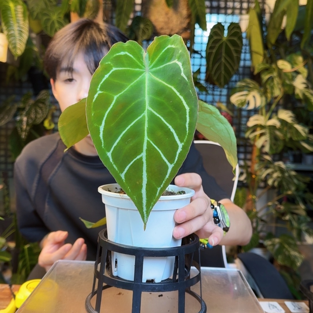 陳***文完全开放一物一拍M35