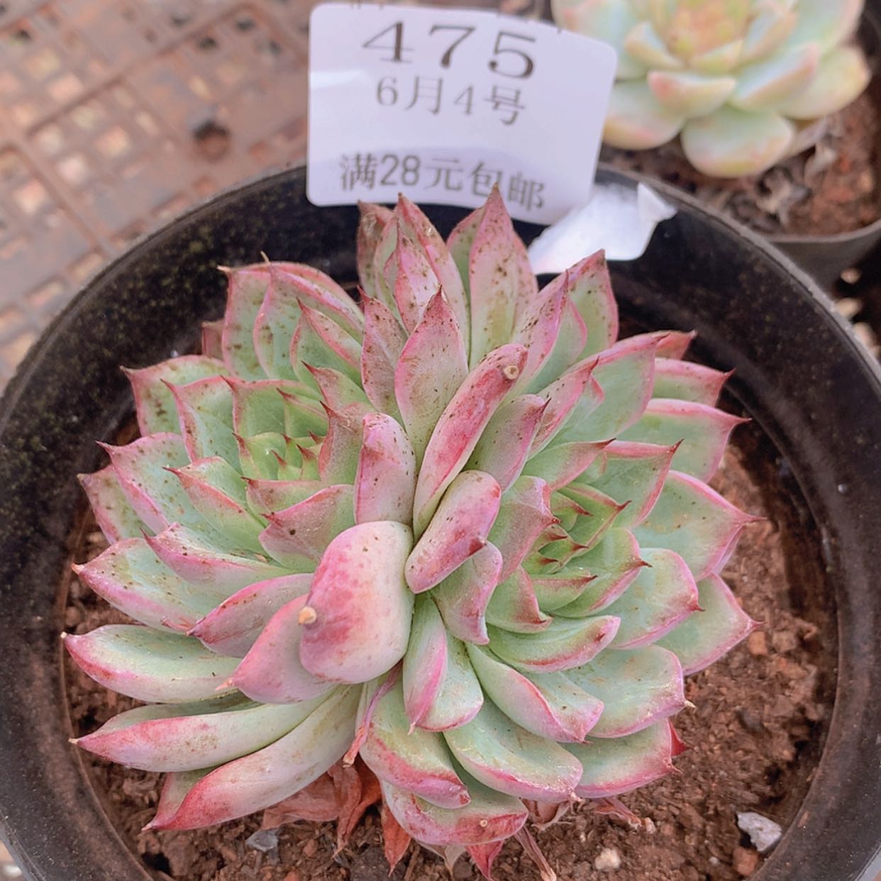 【闪购商品】云475号