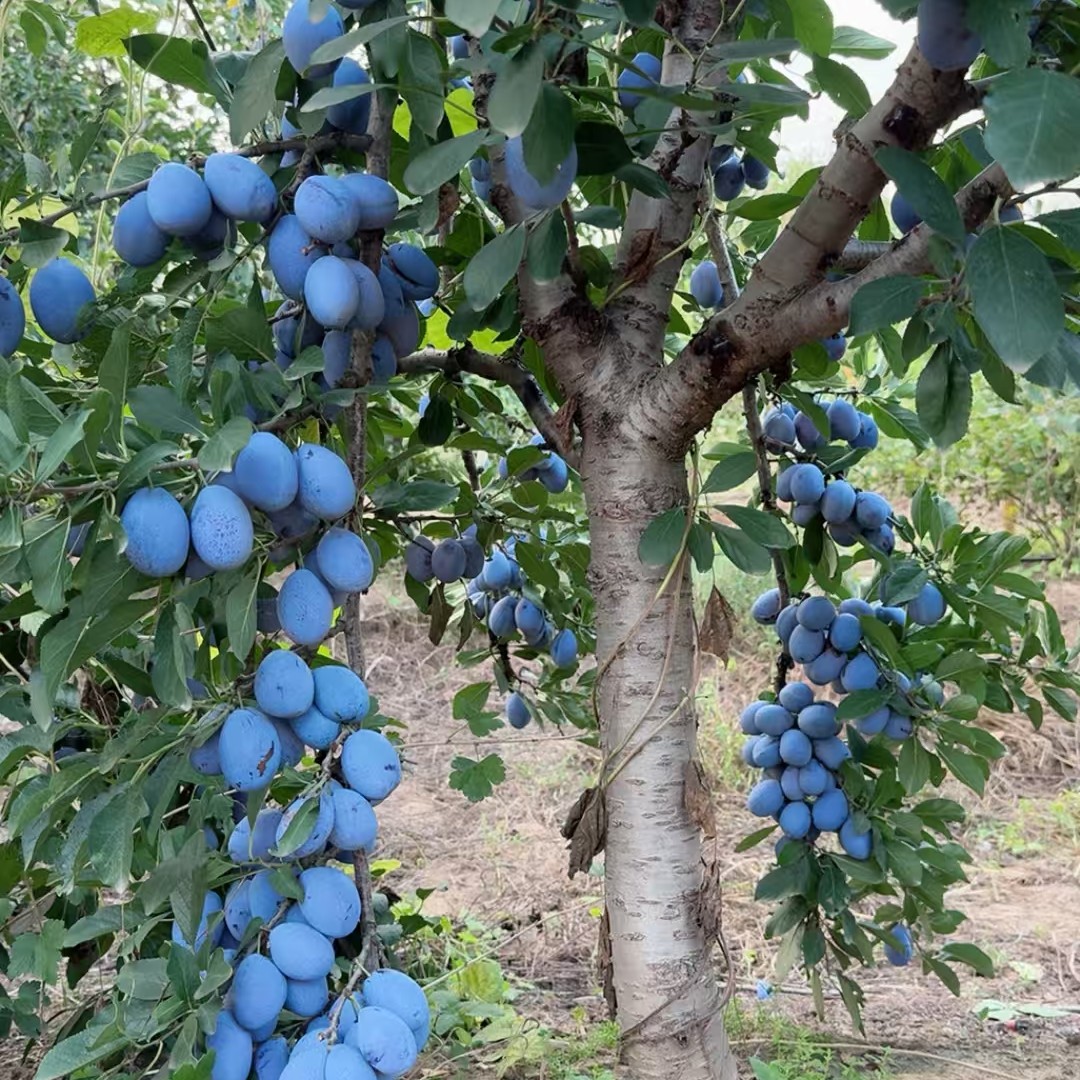 西梅蓝蜜，蓝蜜水果