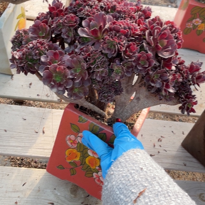 多肉的大长毛猫也好喜欢呀呜呜