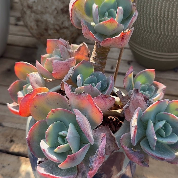 红**?625正宫红脱土发货不退不换