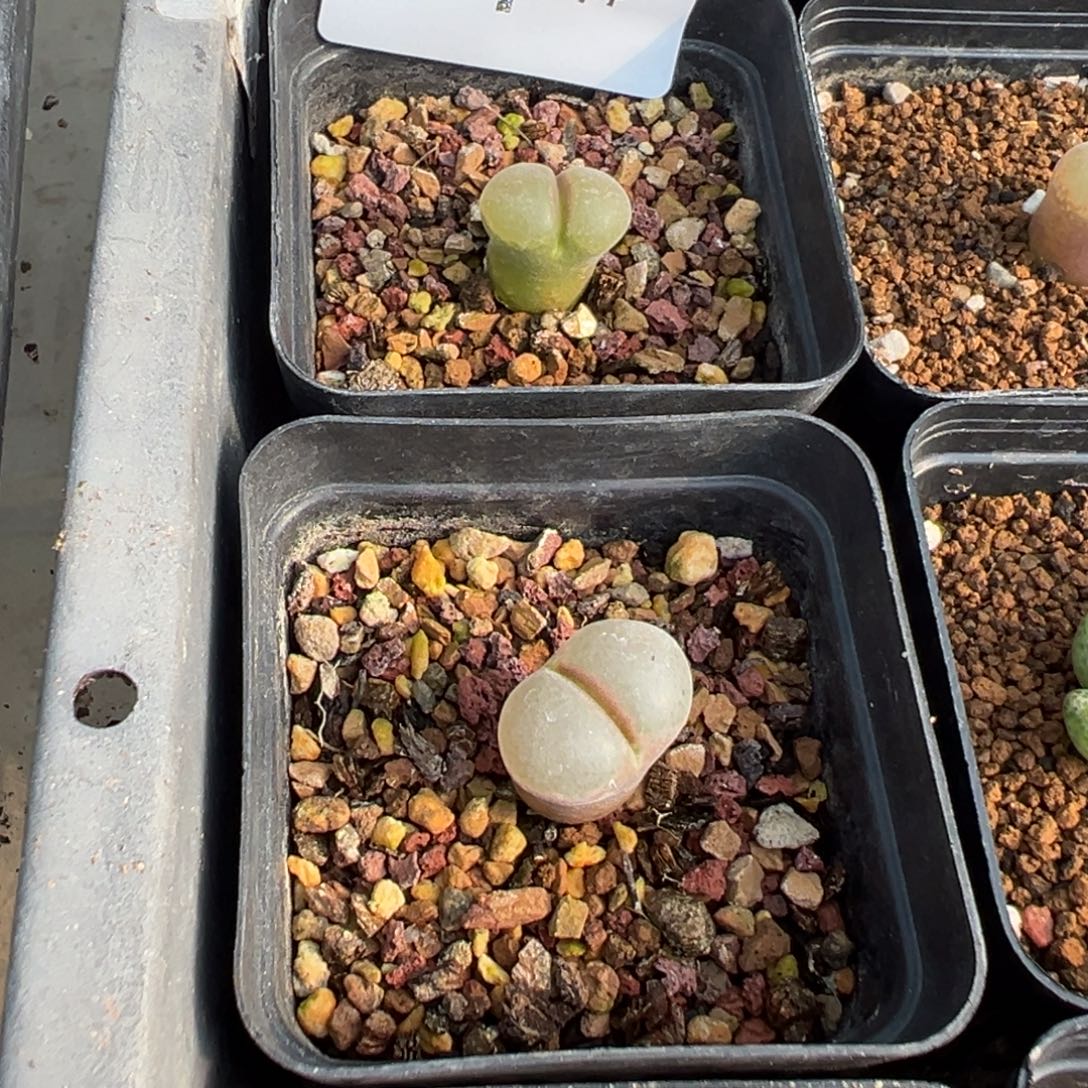 6-26量拍喵c10风铃一颗