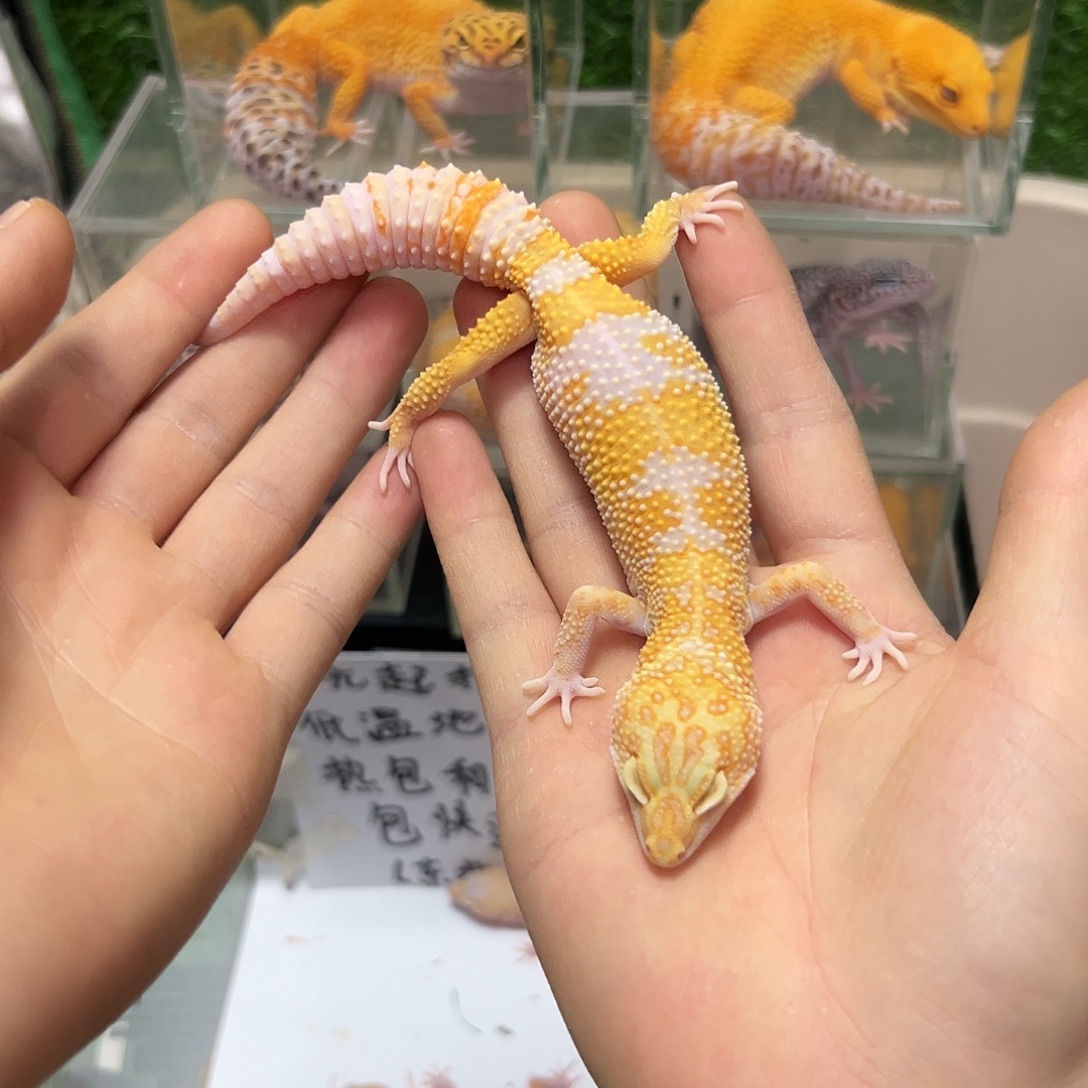 豹纹守宫豹纹守宫