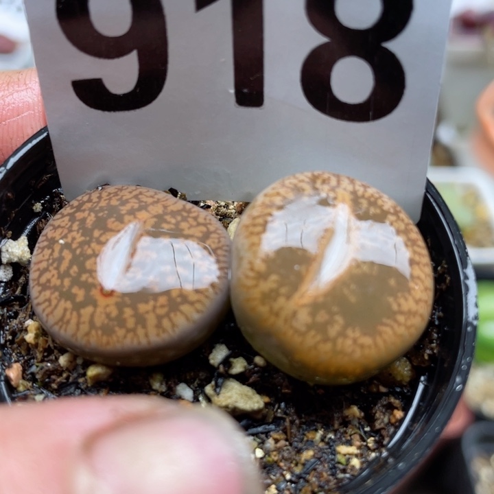 918母本日轮带盆