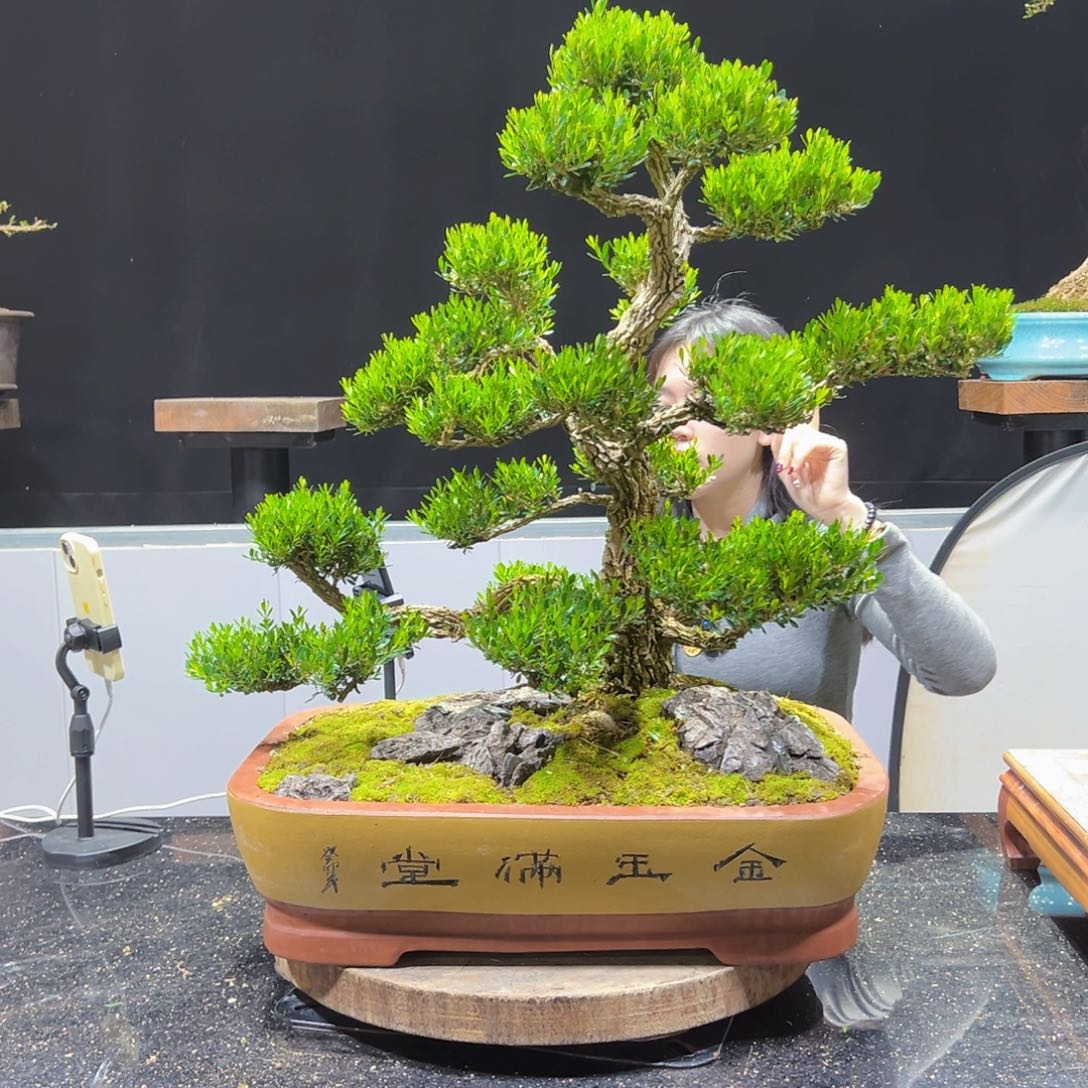 四季常青老桩黄杨盆景