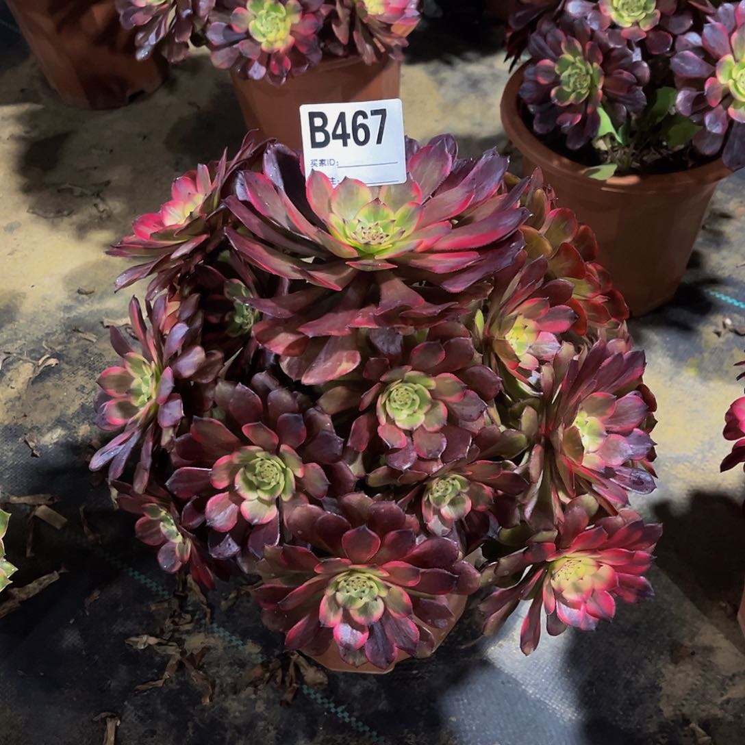 我***屎法师植物一物一拍467