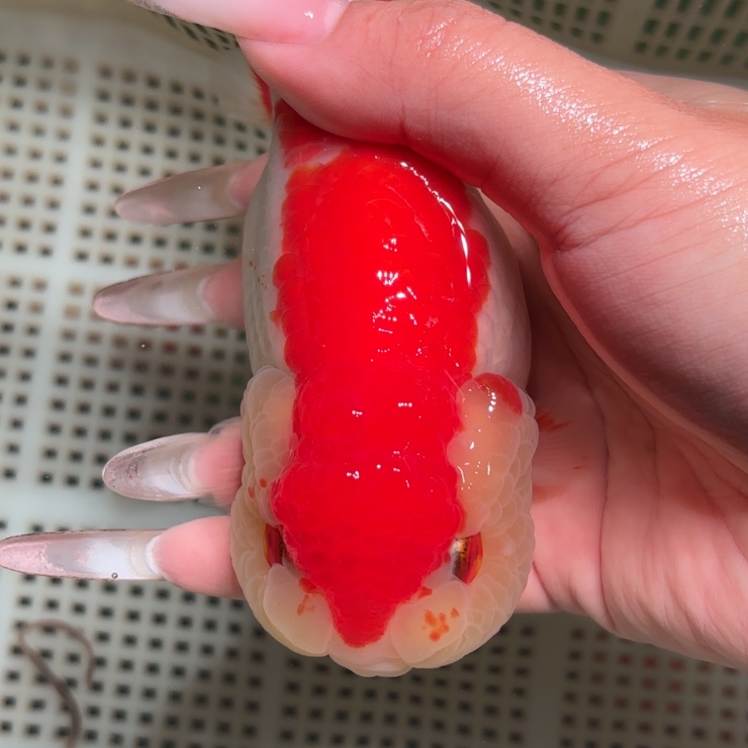 小****金鱼拍包装包邮，不拍包装运费到付