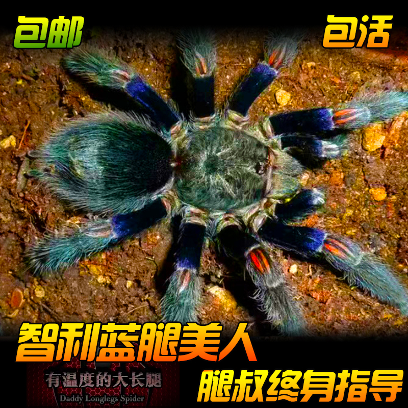 腿叔~智利蓝腿美人蜘蛛蓝色高端稀有收藏级宠物蜘蛛爬宠