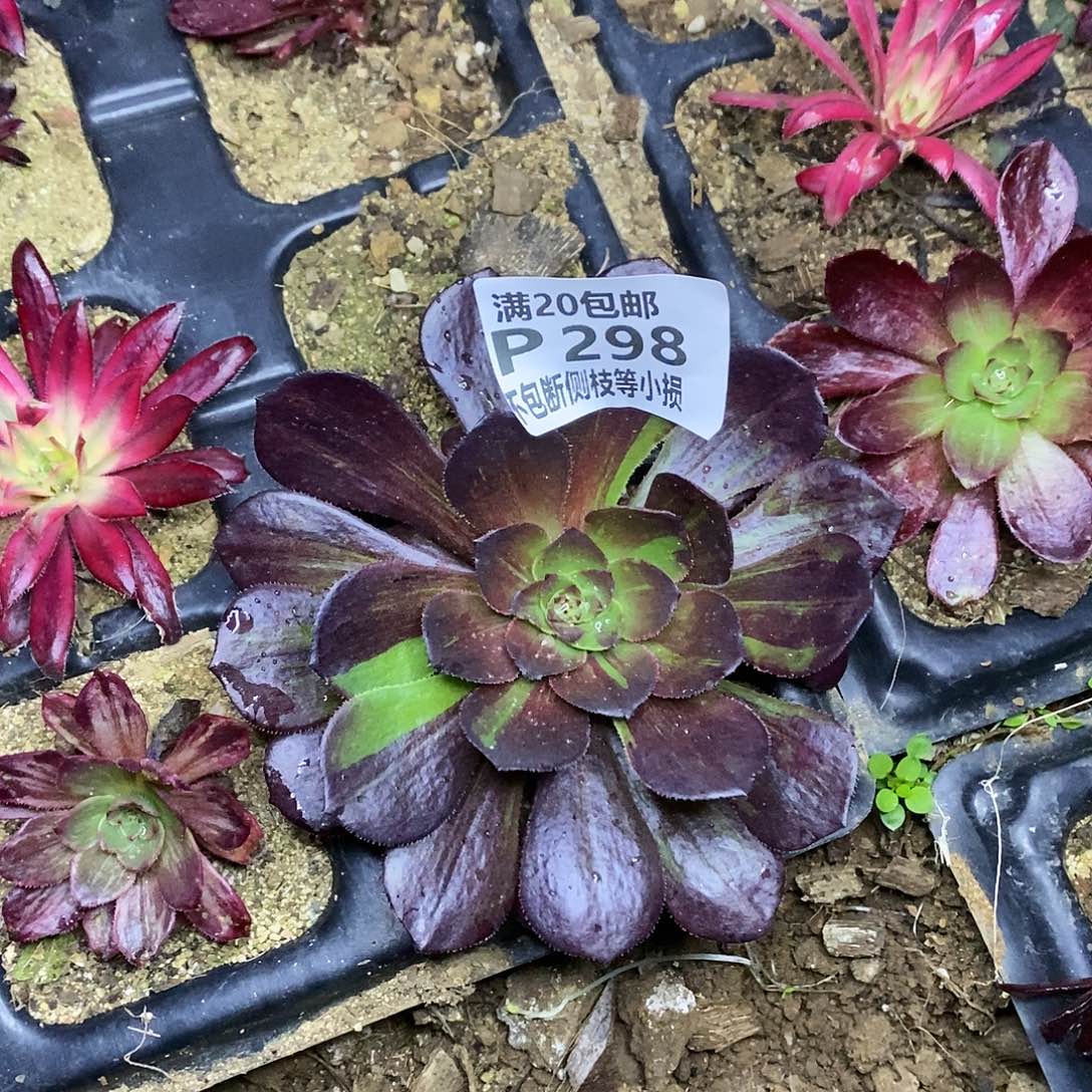 298花月夜多肉法师锦