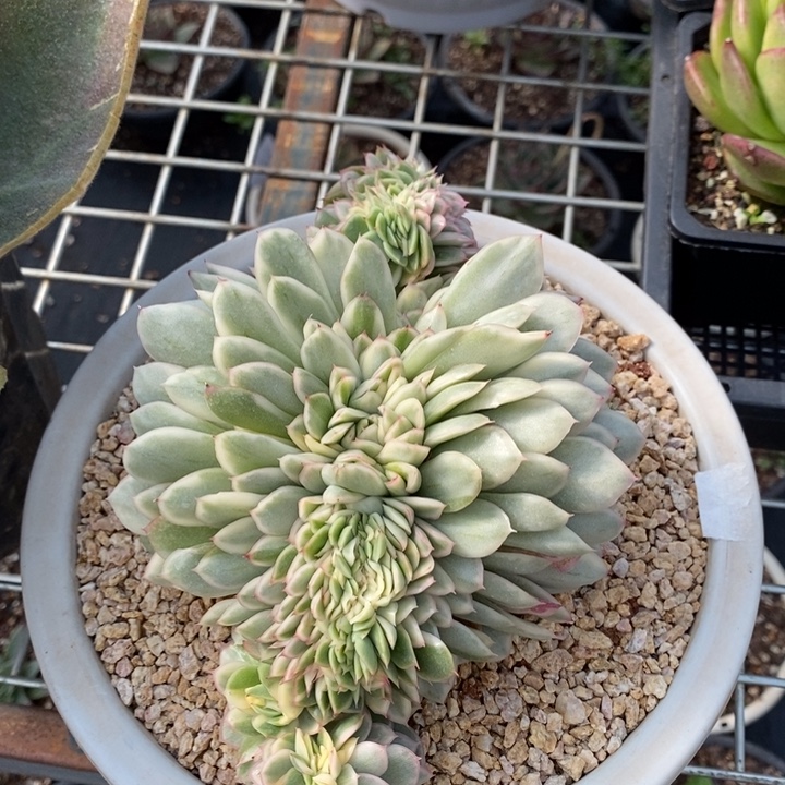 D366- 直播福利 麦杆缀锦