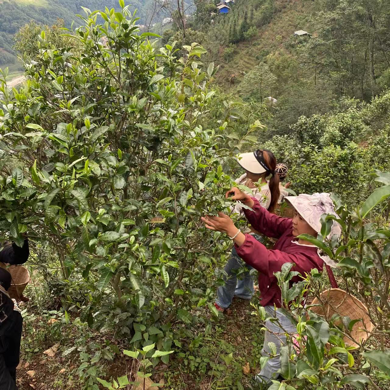 冰岛南迫老寨68号:通用链接 