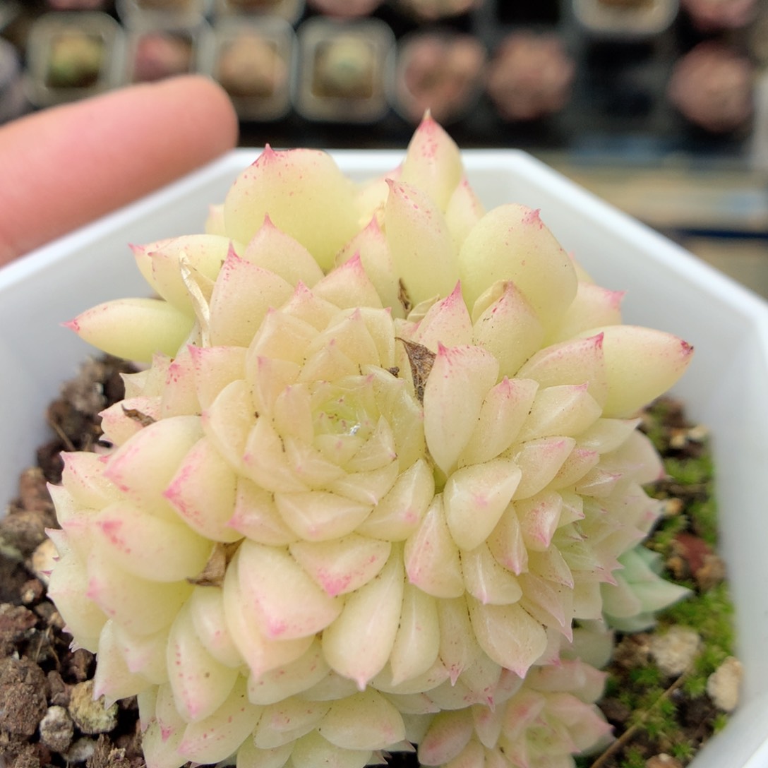 G146 ，20包邮两天凑单偏远不发货