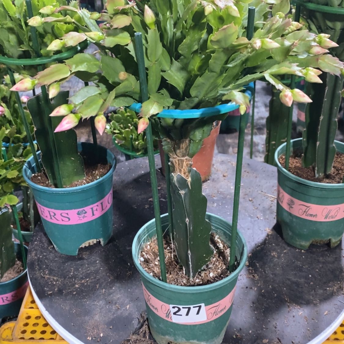 【闪购商品】当前无花朵，栽培后可花朵平***姐277嫁接2224