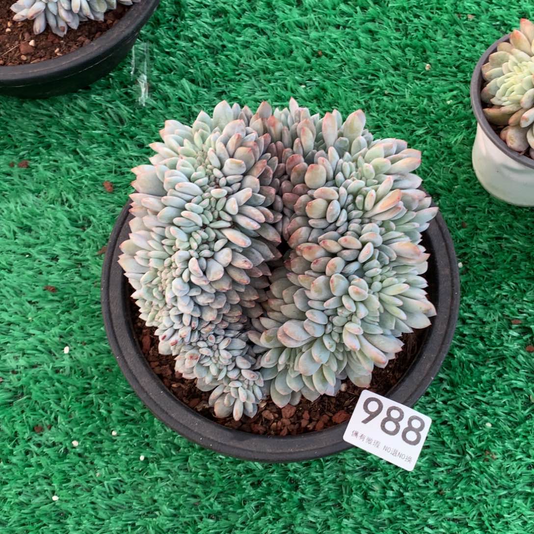 988橙子缀多肉植物