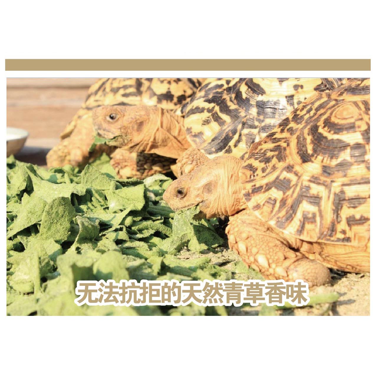 龟用草粉观赏龟用吃菜草粉