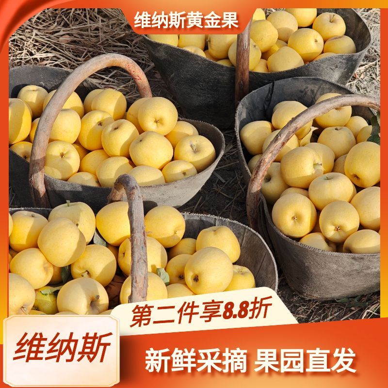 新疆维纳斯黄金果正宗阿克苏苹果脆甜无渣孕妇水果产地直发包邮