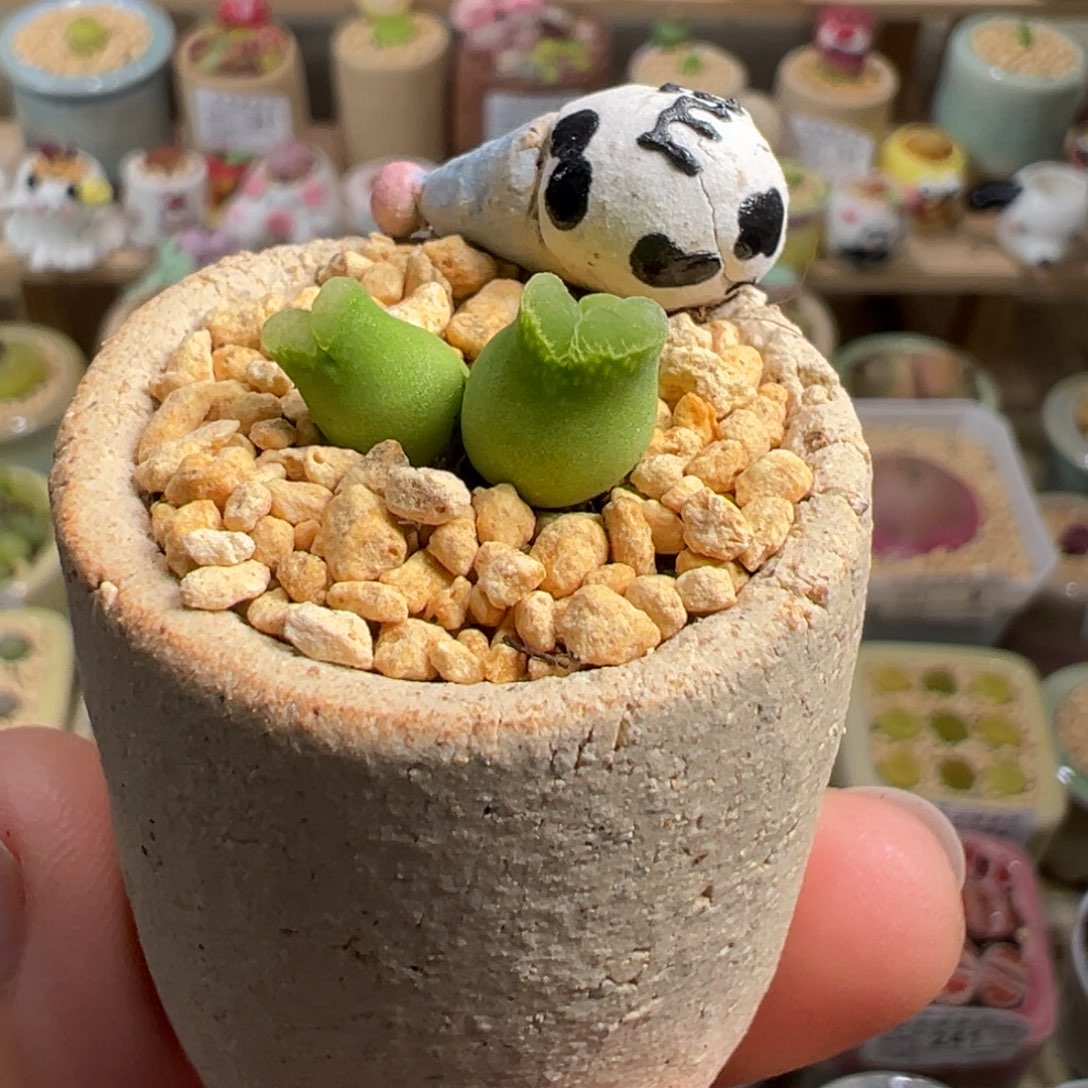 多肉植物38号奶瓶