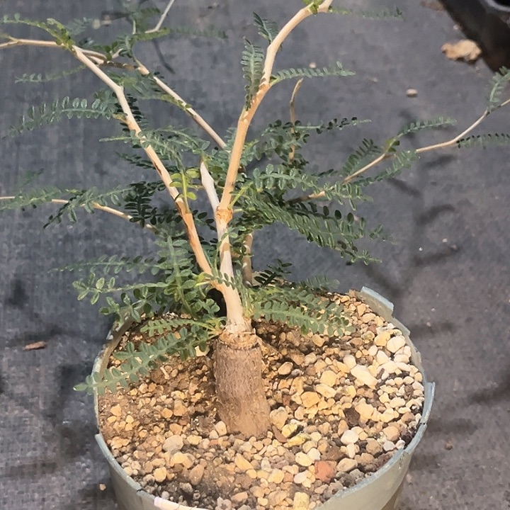 织冠漆树多肉植物