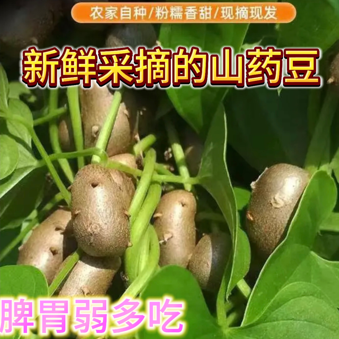 新鲜正宗铁棍山药豆零余子软糯甘面沾冰糖葫芦零食直播批发