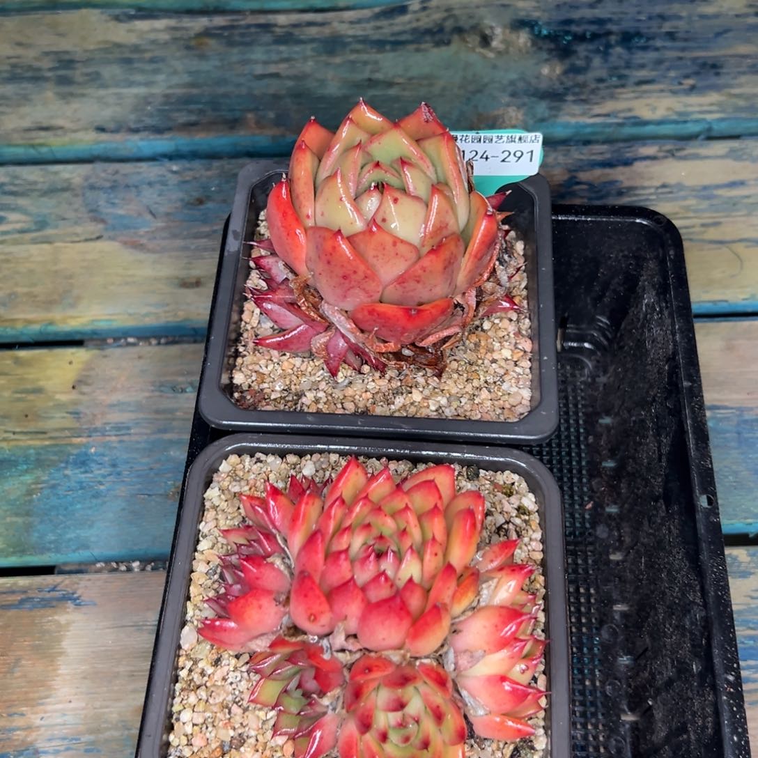 多肉一物一拍0124-291