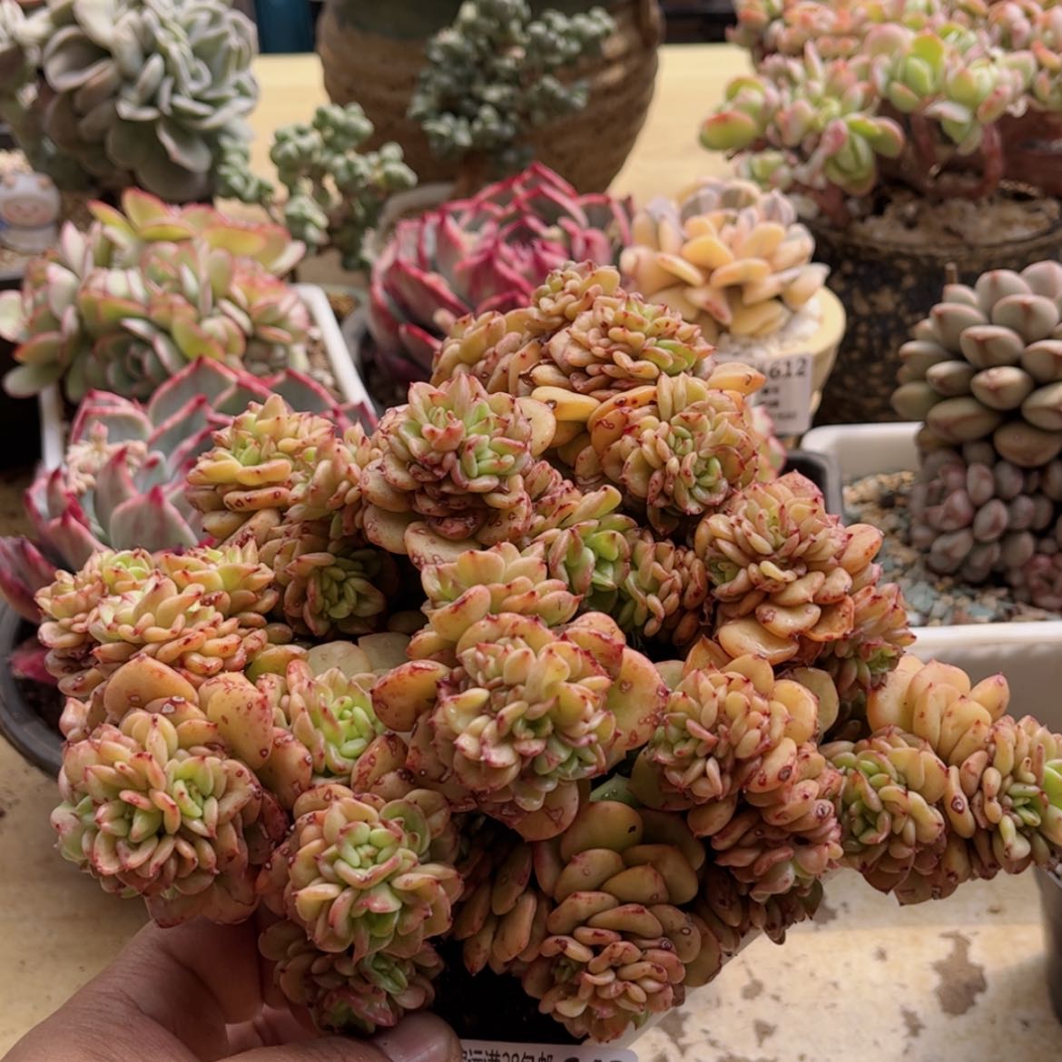 【闪购商品】643腊牡丹