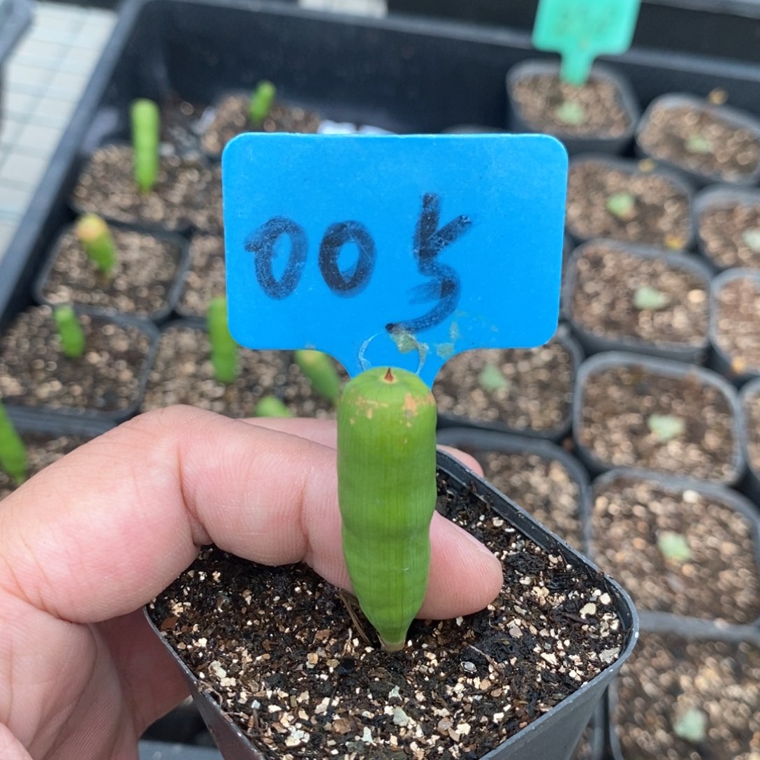 针管多肉植物一个