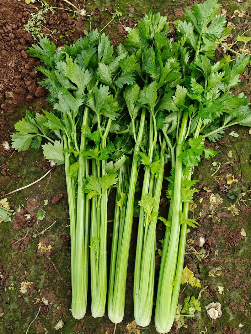 芹菜沙窝萝卜阿达家菜地