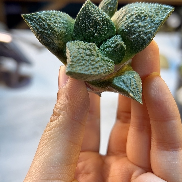 6号实生哥斯拉牡丹6.4公分