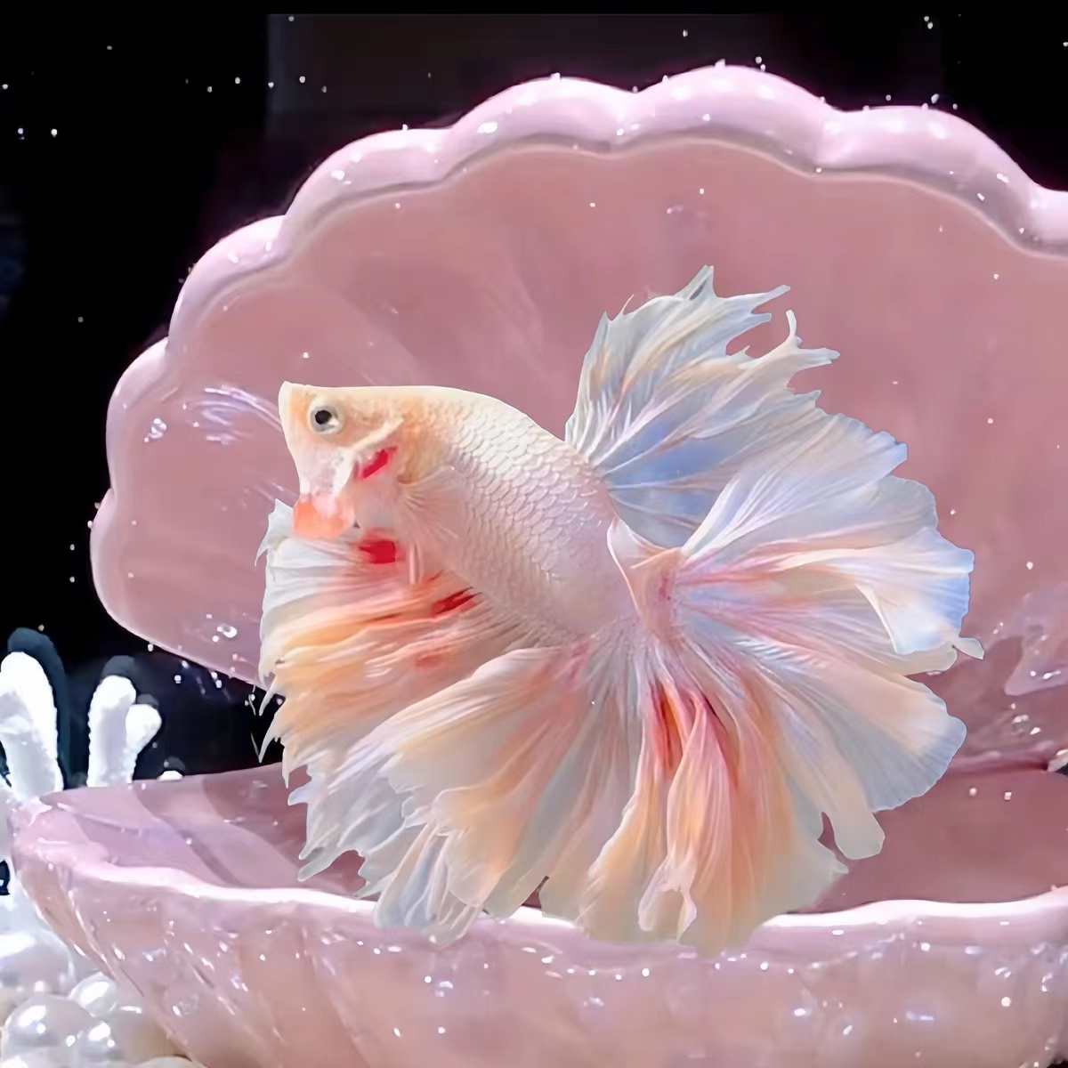 A7（145-168）泰国斗鱼小型热带观赏鱼耐活好养（直播间选鱼）