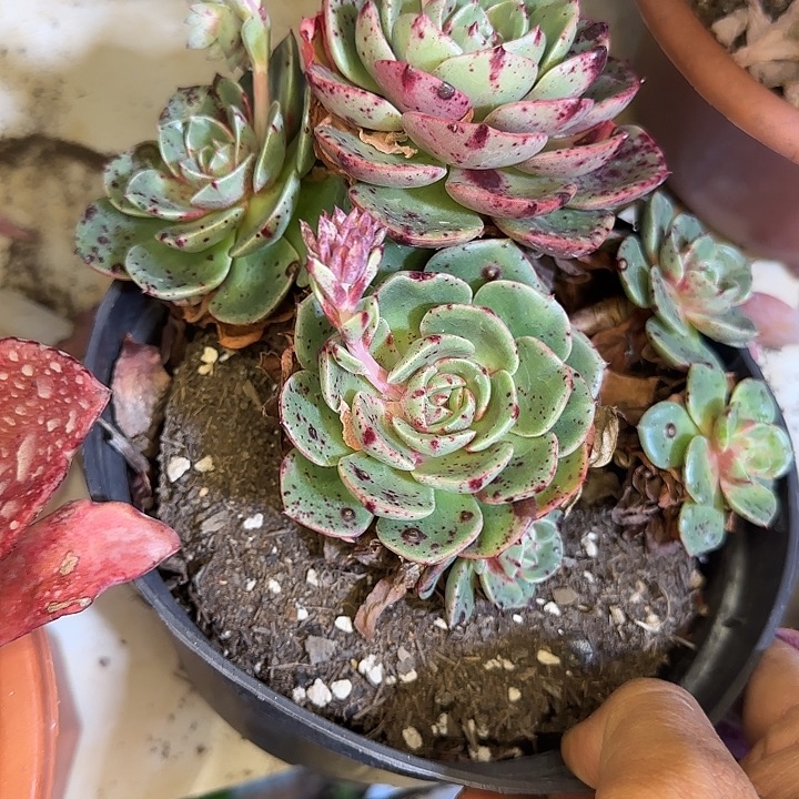 依玲195 多肉植物一物一拍