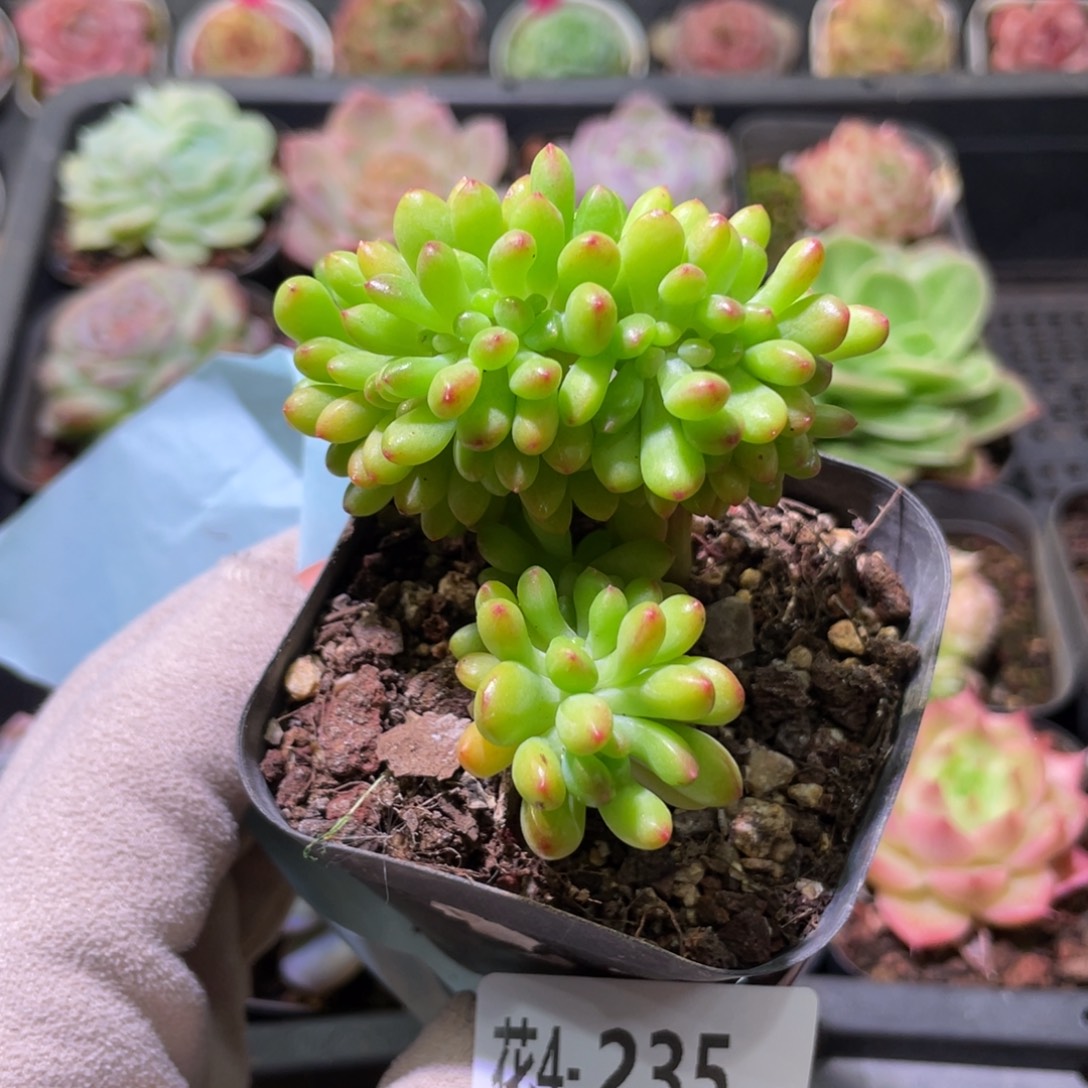 花利美4-235青松缀化