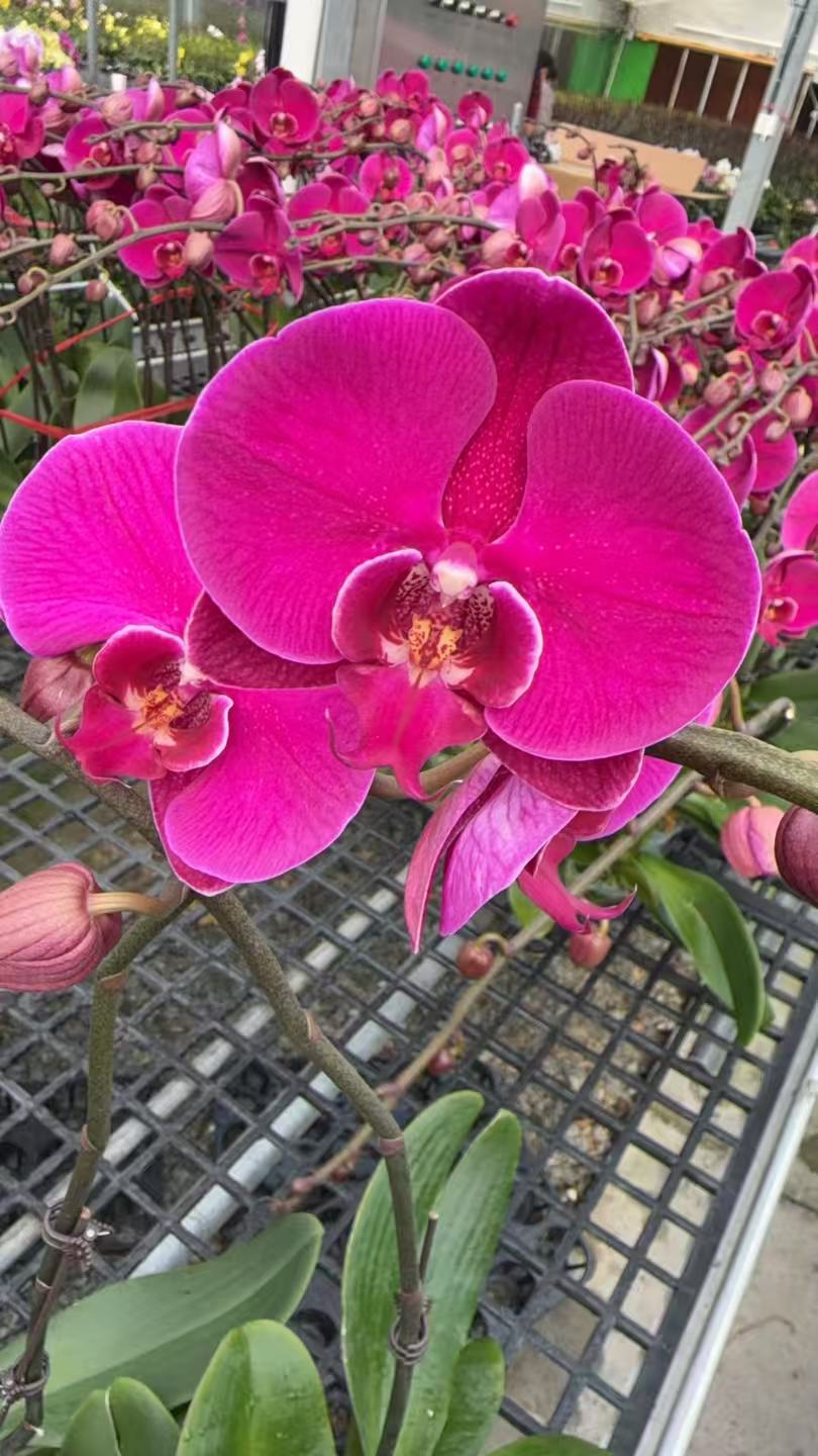 【大辣椒】蝴蝶兰盆栽带花剑带花苞室内观赏花卉四季好养活