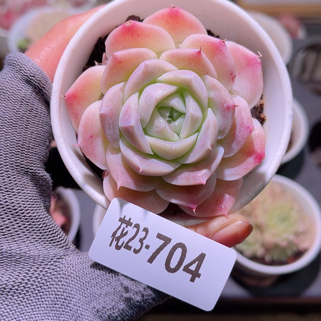 花23-704女王单头