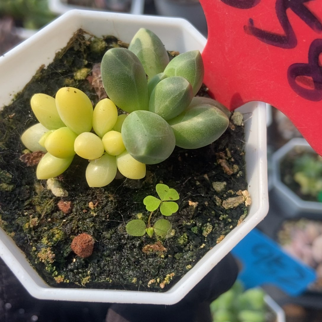 658千代田锦多肉植物保护