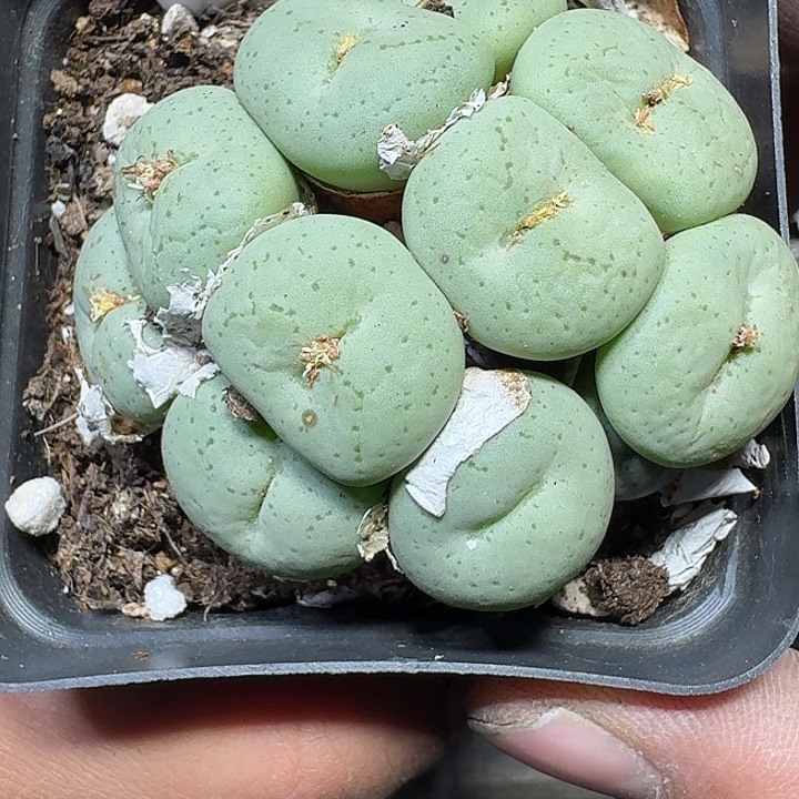 170 多肉植物多肉植物