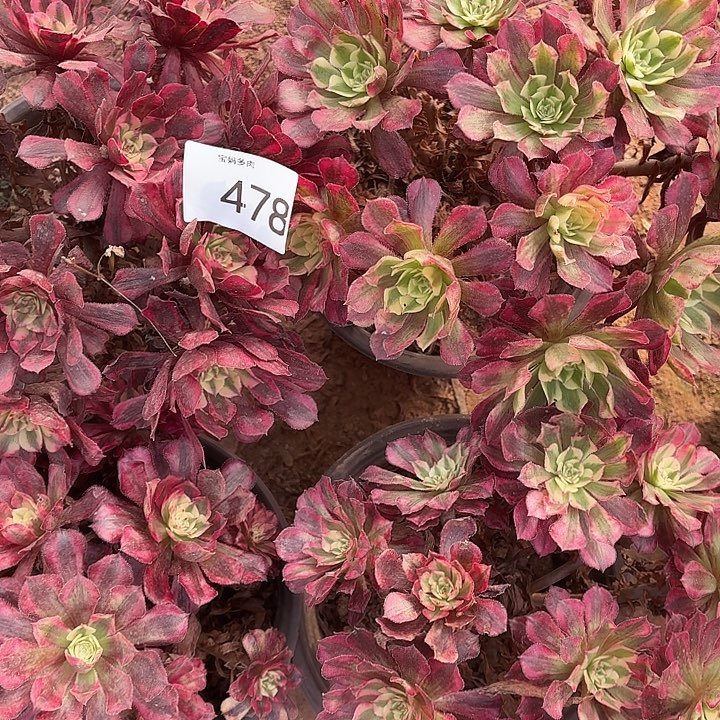 478号一物一拍4棵