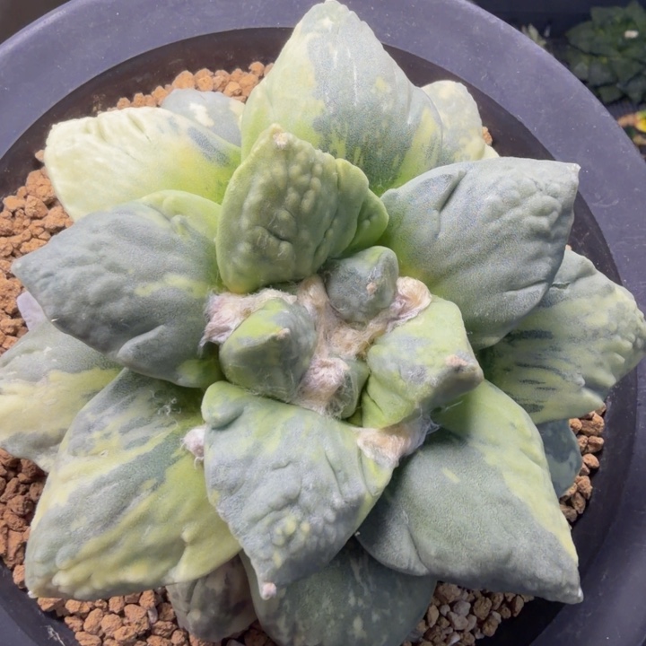 蓝色牛舌怒绿锦满天星捡漏