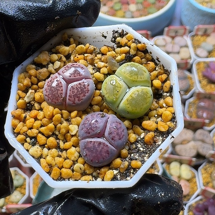 怼***了生石花33:：：。  85号