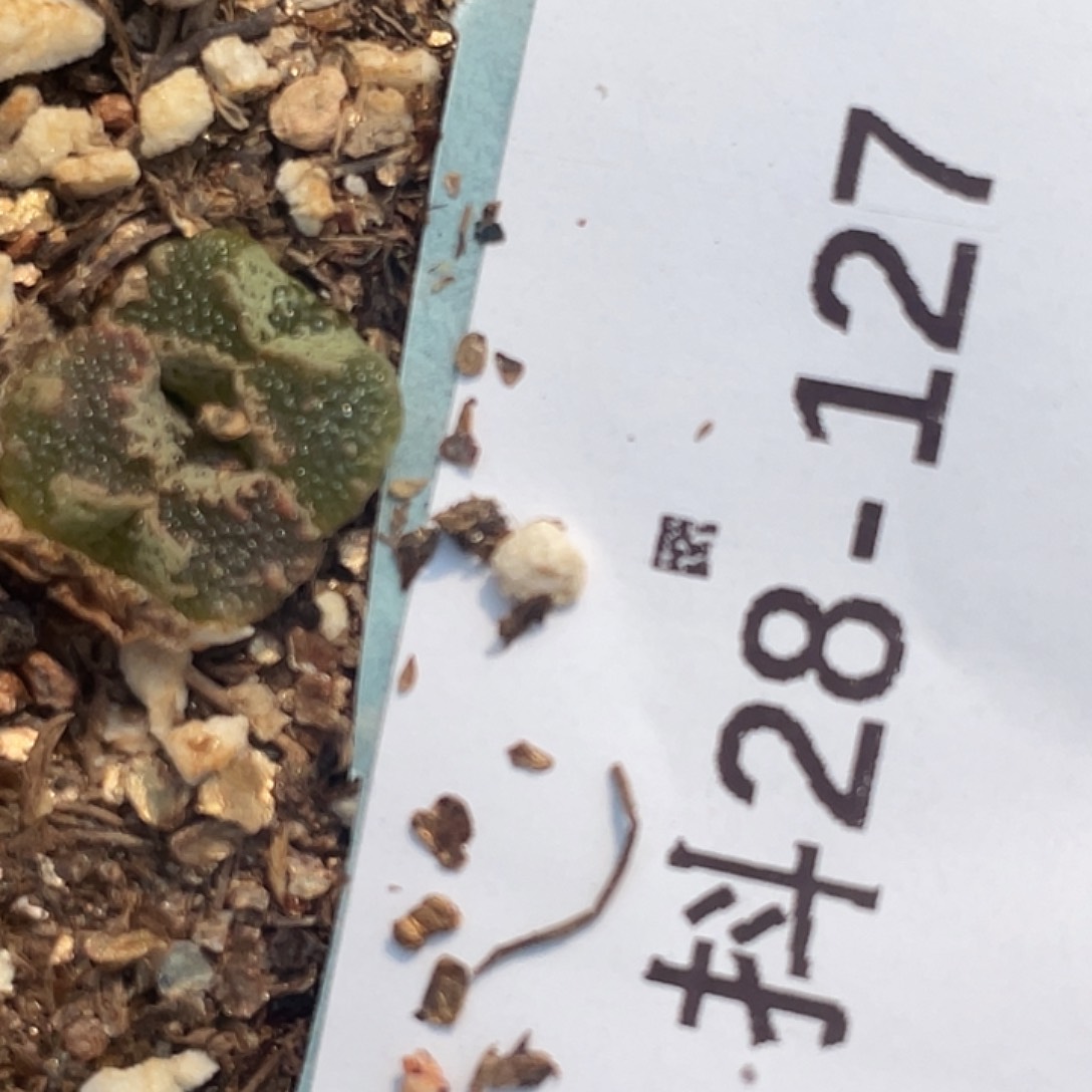 28-127超碟多肉植物