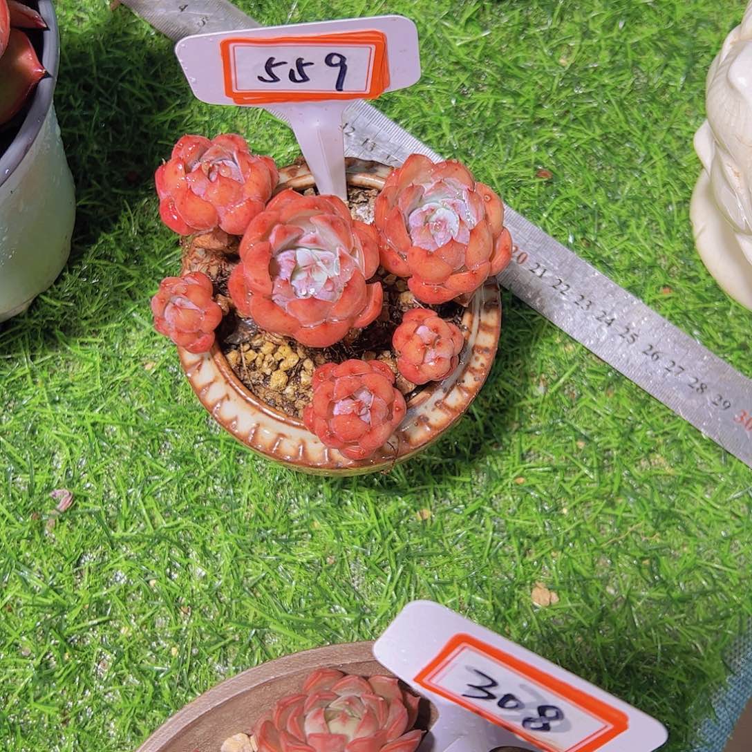 P**G559红色老桩39.9。。。