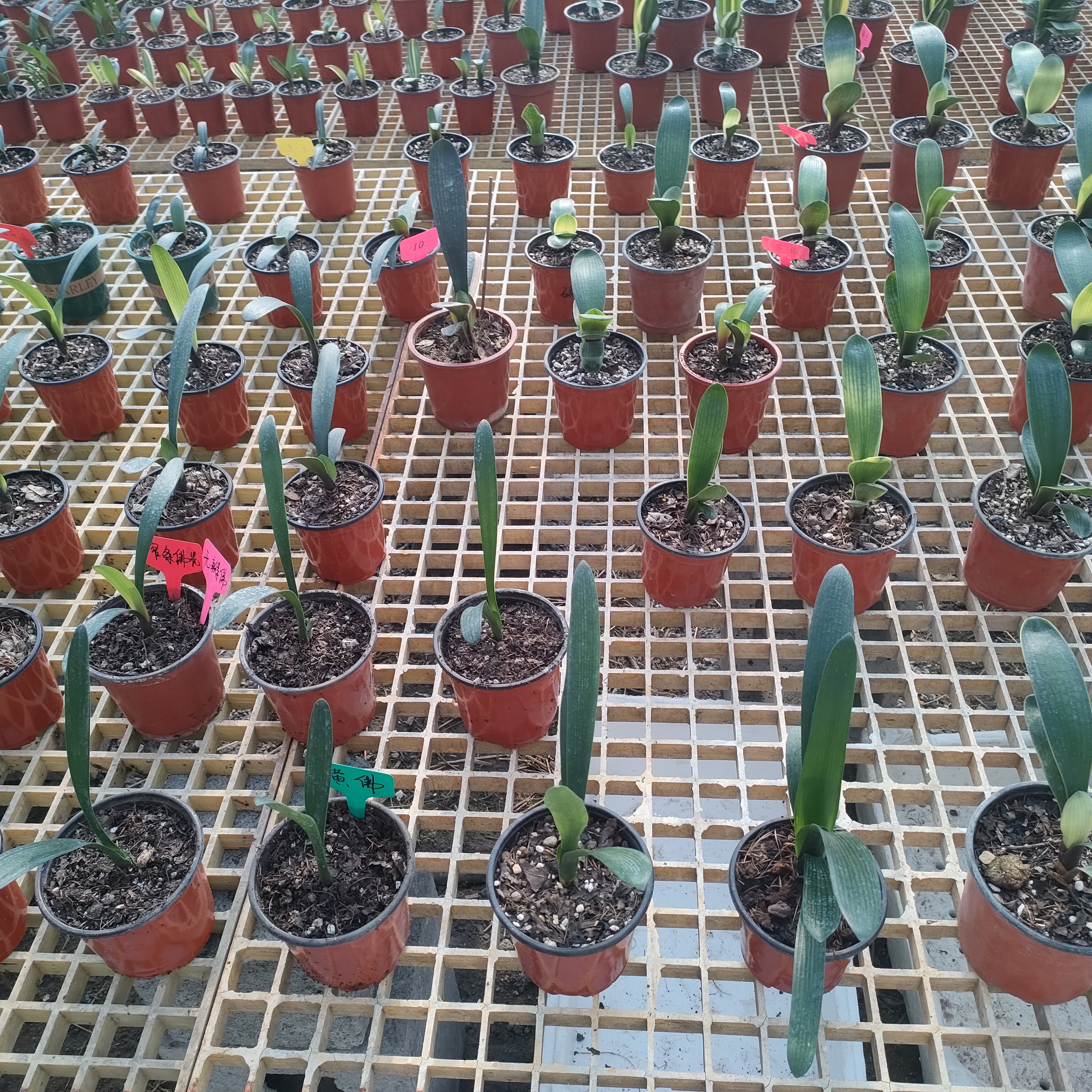 精品君子兰花卉盆栽植物异花，艺花，直播间一物一拍绿植绿植盆栽