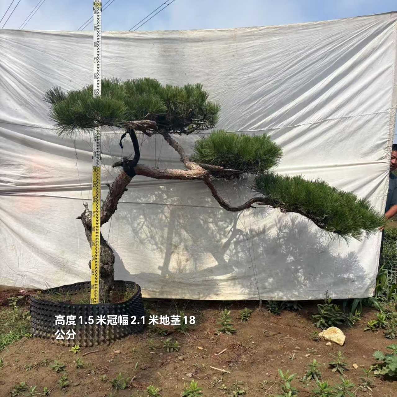 迎客松盆景花卉室内外种植四季常青耐寒松树盆栽黄山松盆景