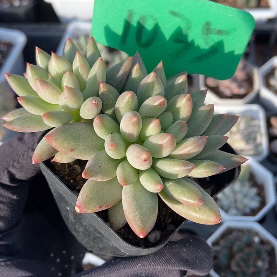 1035岩字多肉植物