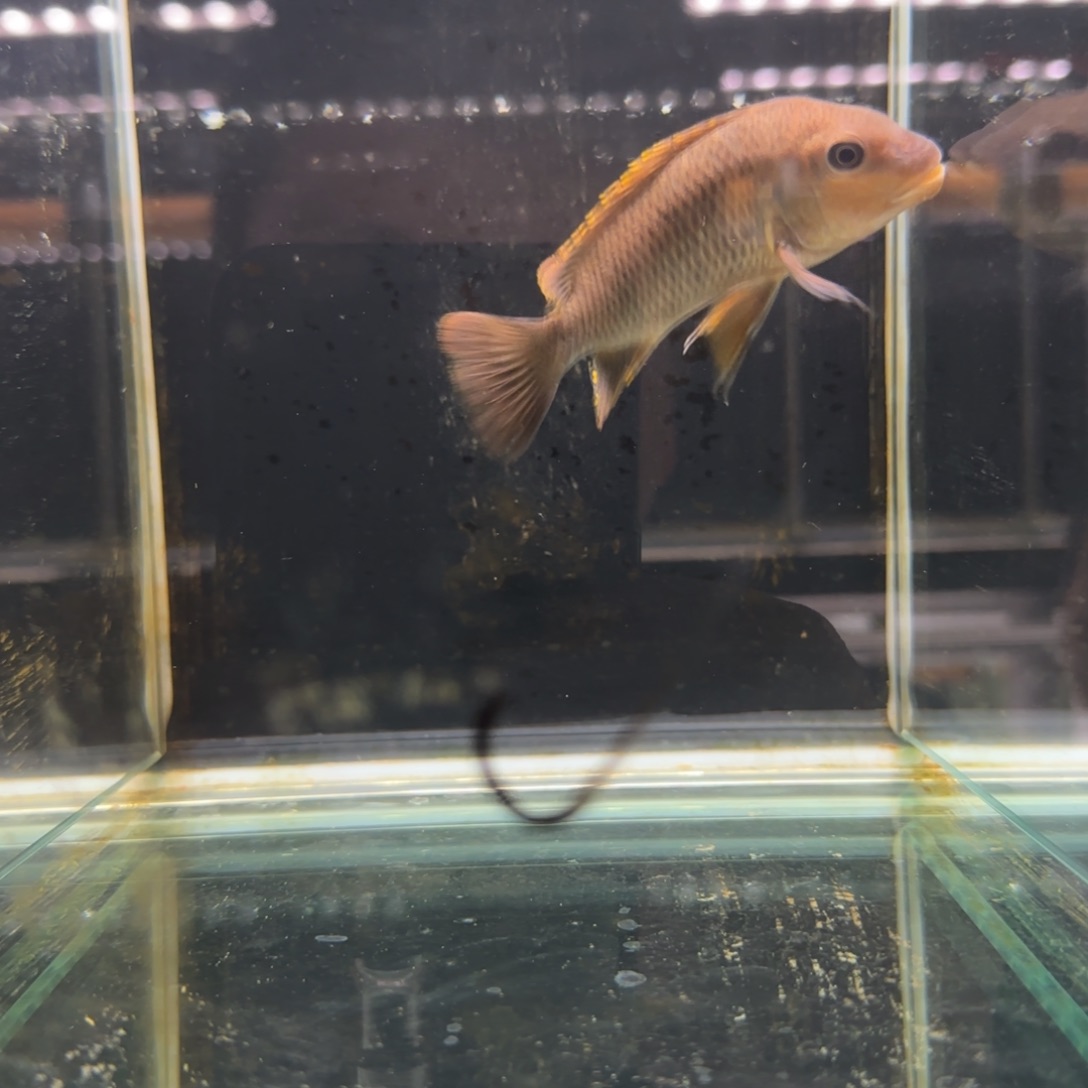 慈鲷陇****)321号野生法姆拉龙王