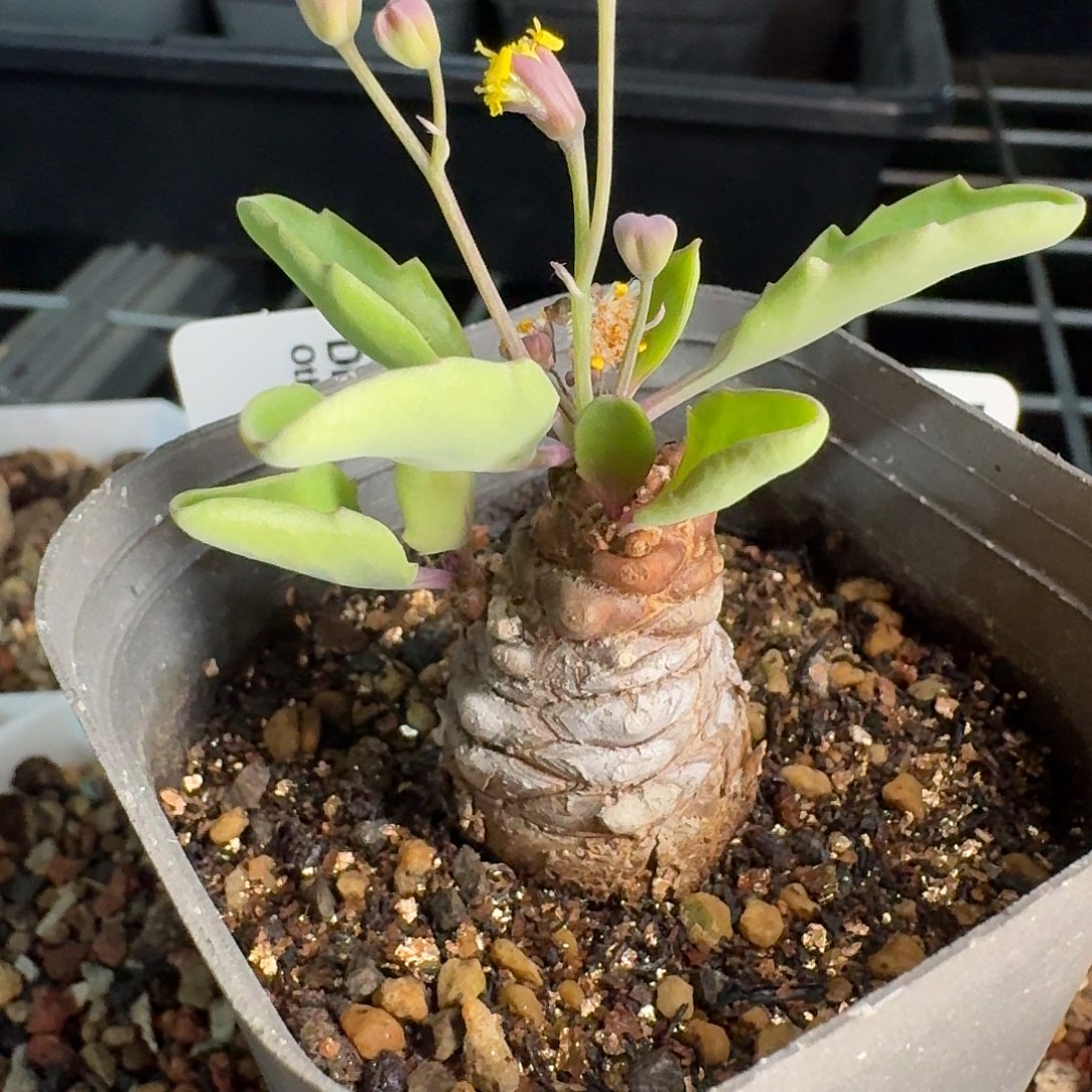 Othonna hybrid带6.5cm盆