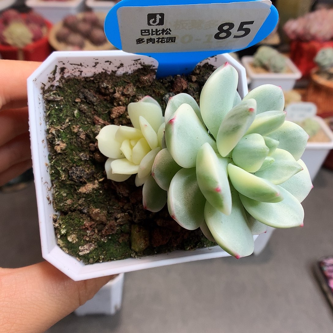 85双头香草锦多肉植物