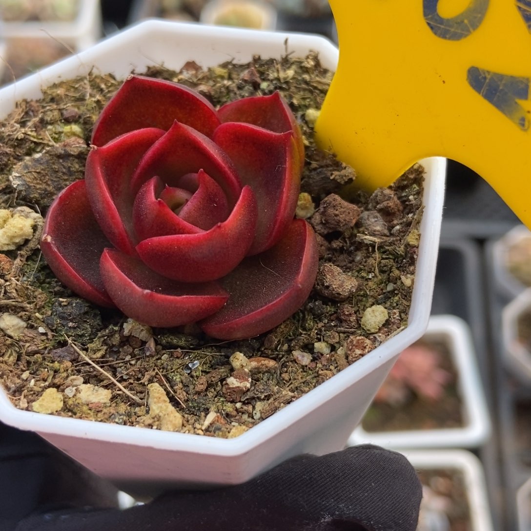 802红灯多肉植物保护