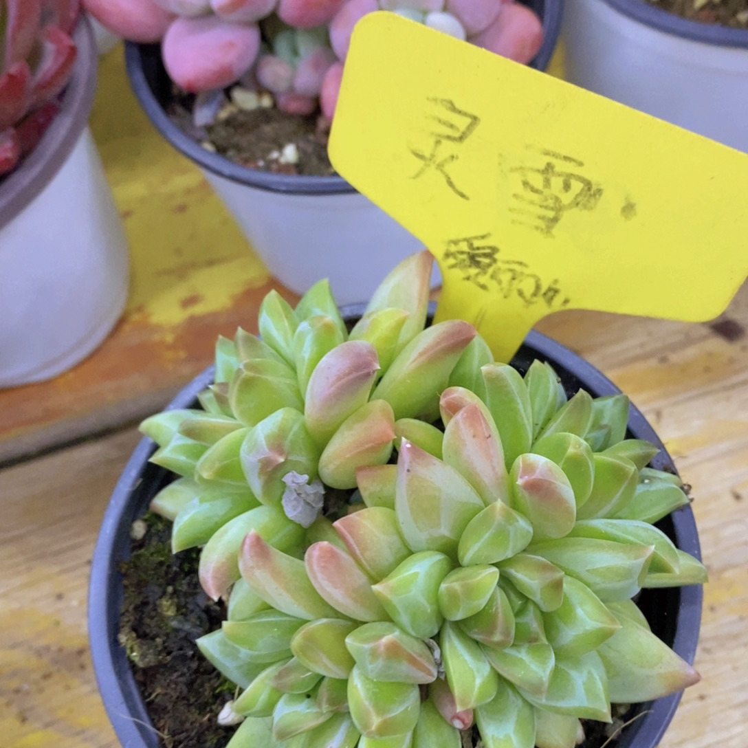 粉丝回馈专场，停播场